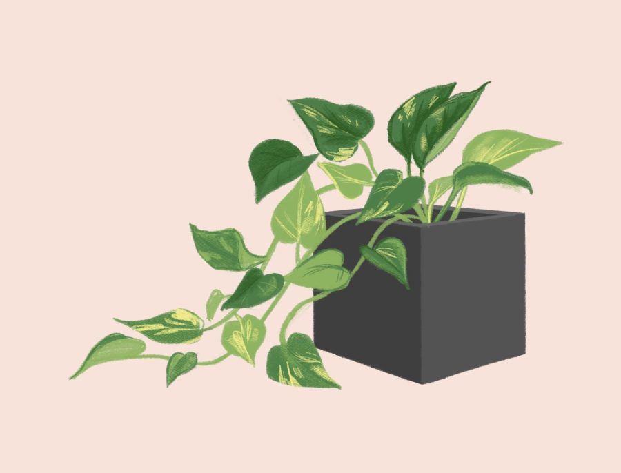 House plants 101: 4 house plants that are easy to maintain