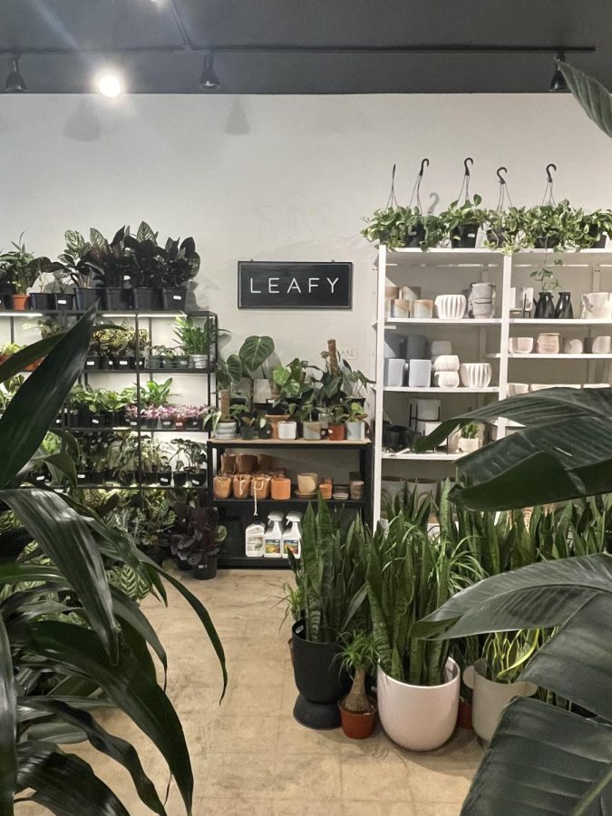 Hone your green thumb: Local plant stores to help you spruce up your space