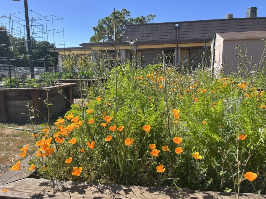 Garden club digs deep to cultivate community, connections